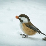 Jeris week 45 12-4886